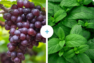 فناوری بولتدان