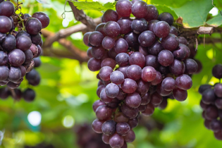 فناوری بولتدان