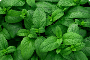 فناوری بولتدان