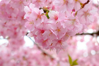 فناوری بولتدان